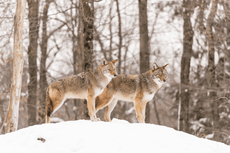 A Reliable Choice Primos Boss Dogg Review Best Coyote Calls